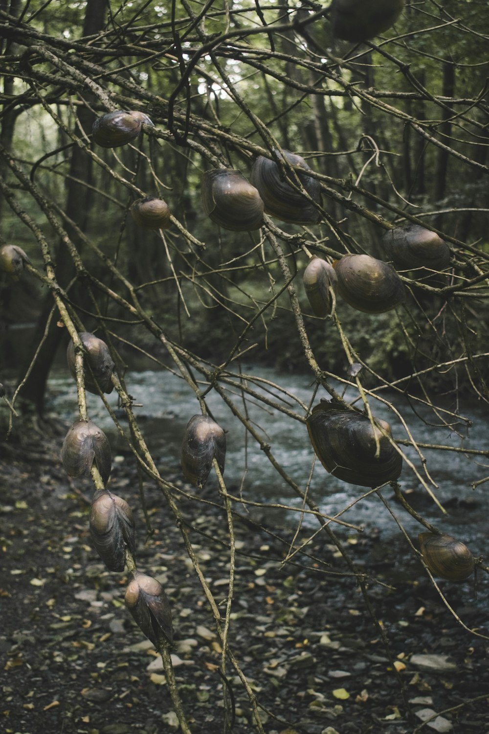 a bunch of fruit hanging from a tree next to a river