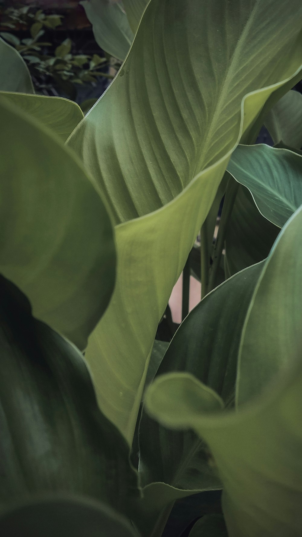 a close up of a green plant with leaves