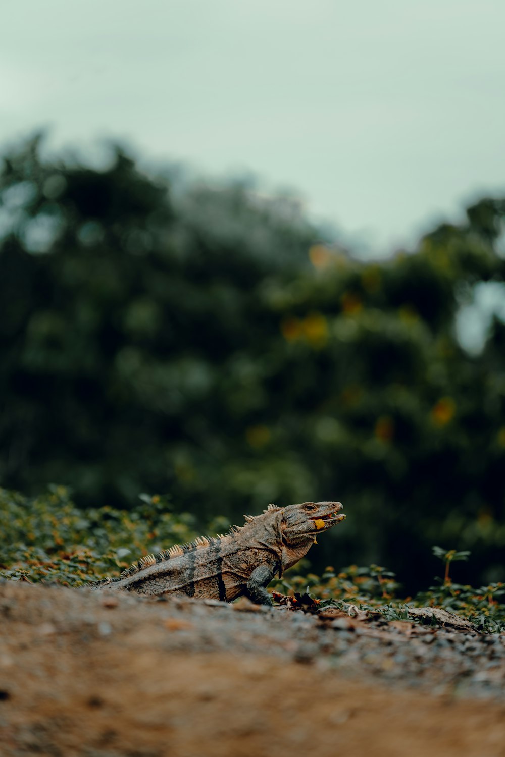 a large lizard sitting on top of a dirt road