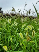 A lush field of green grass with several fuzzy, cylindrical seed heads. The blades of grass vary in shades of green, contrasting with the pale, soft texture of the seed heads. The backdrop is a cloudy, overcast sky with a few trees visible in the distance.