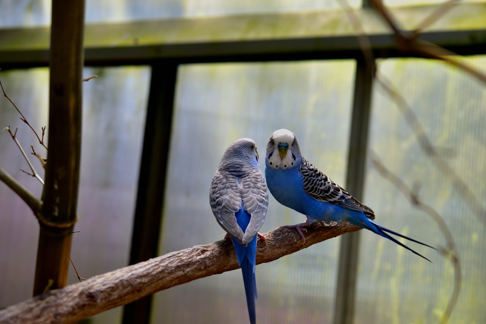 a couple of birds sitting on top of a tree branch