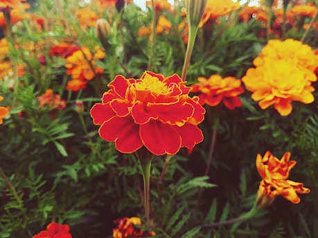 A close-up of bright marigolds blooming cheerfully in a sunlit garden corner.