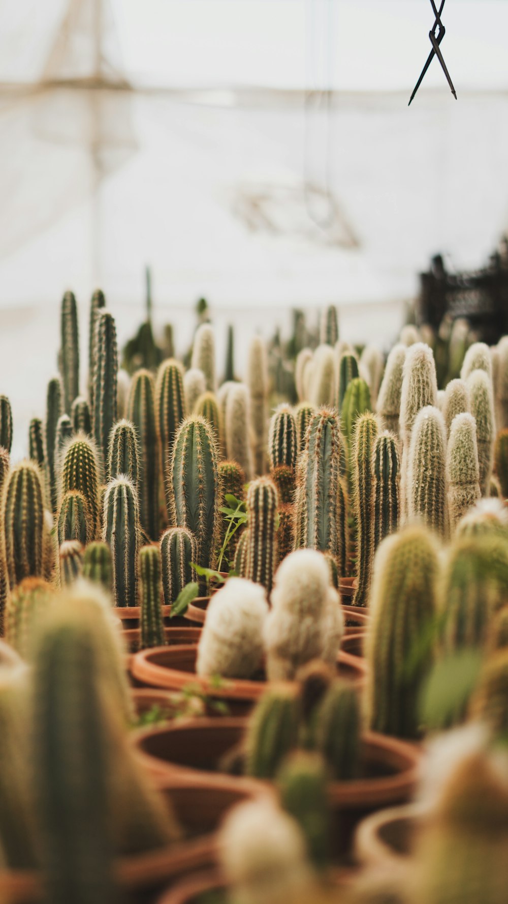 a group of cactus plants in a greenhouse