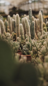 A dense grouping of tall, slender cacti in varying shades of green and brown, with textures ranging from smooth surfaces to fuzzy, hairy exteriors. The cacti are situated in a greenhouse environment, evident from the blurred background structure, and they are potted in terracotta containers.