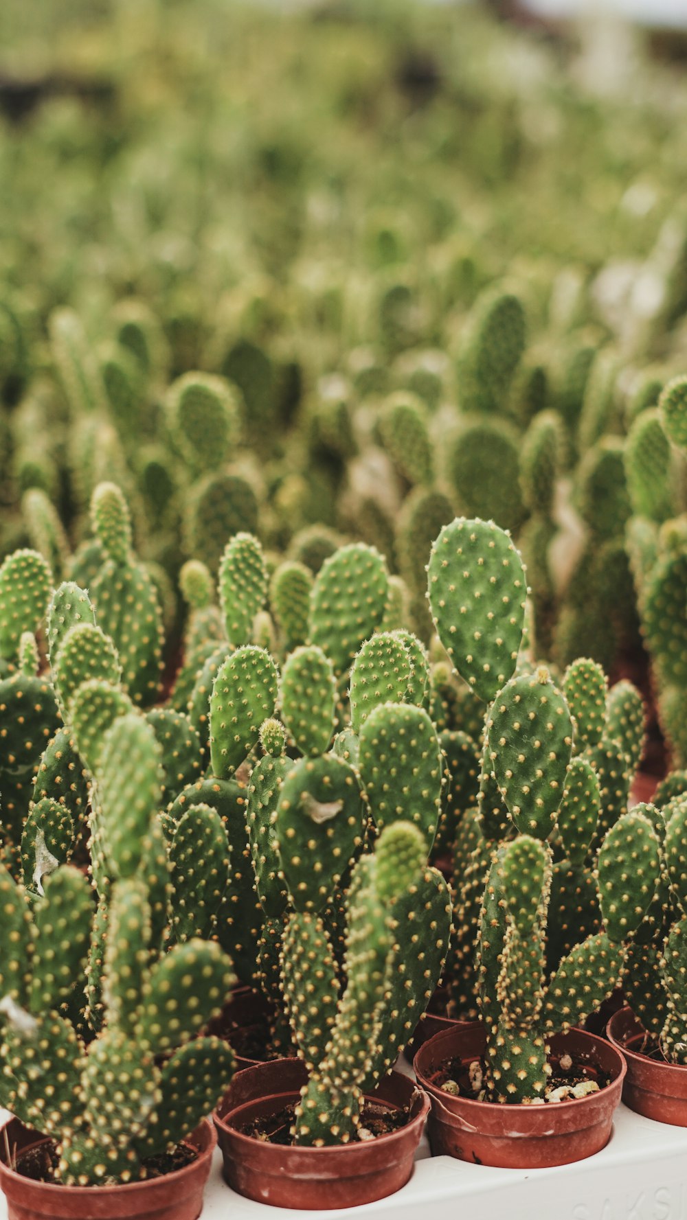 a bunch of small cactus plants in pots