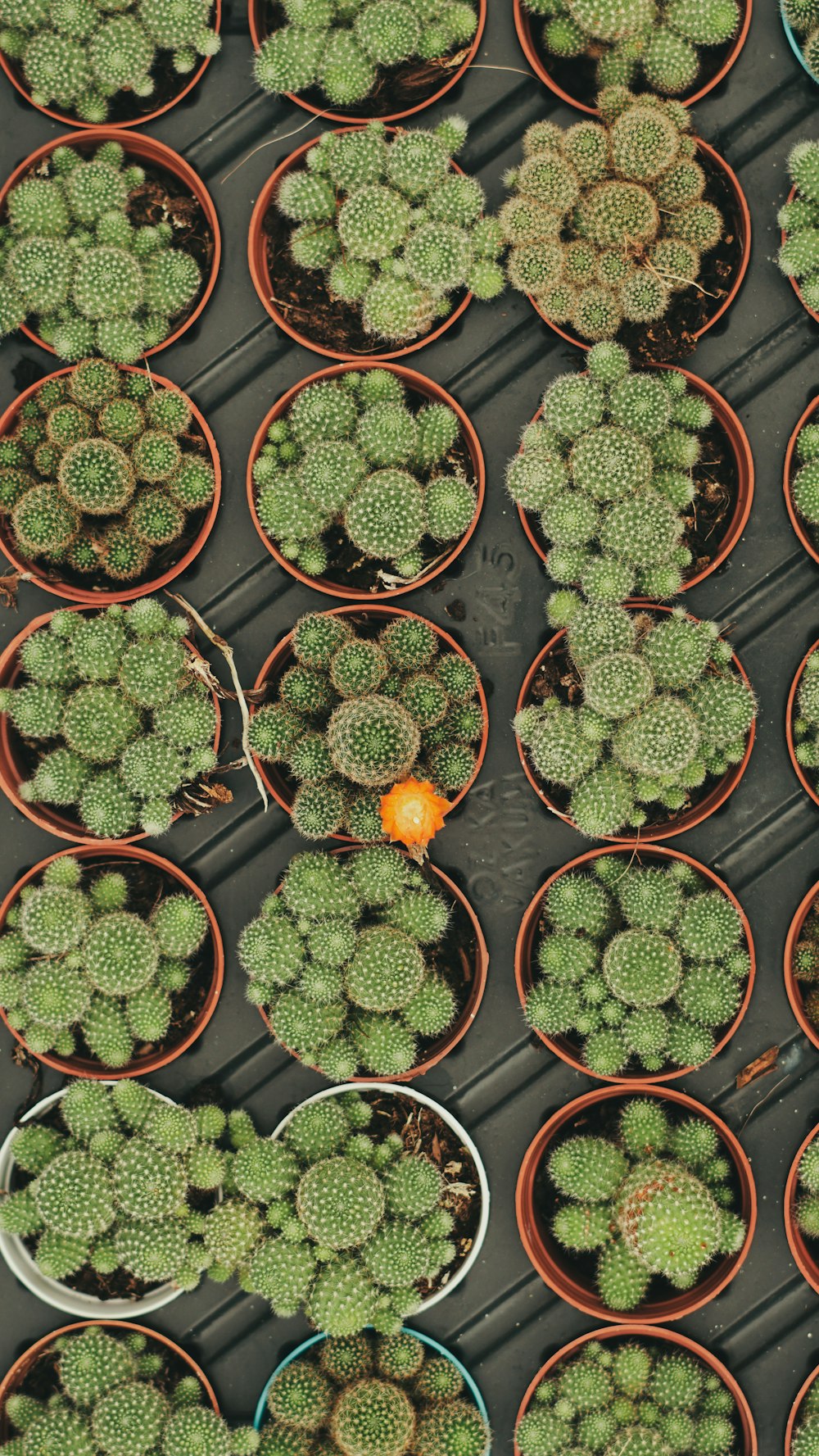 a table topped with lots of potted plants