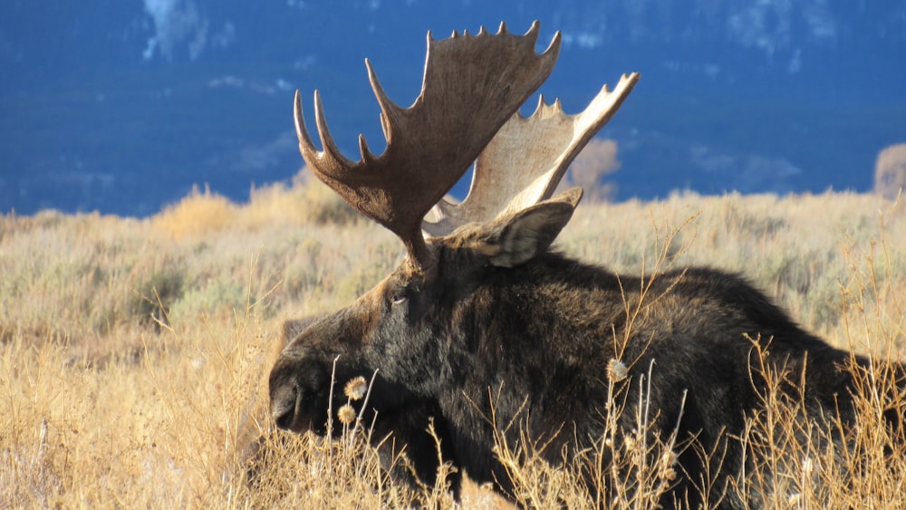 a large moose laying in a field with mountains in the background