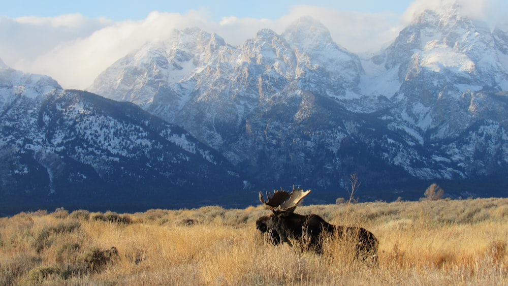 a moose is standing in a field with mountains in the background