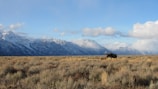 A vast, open landscape with snow-capped mountains in the background and a moose standing in a grassy field under a partly cloudy sky.
