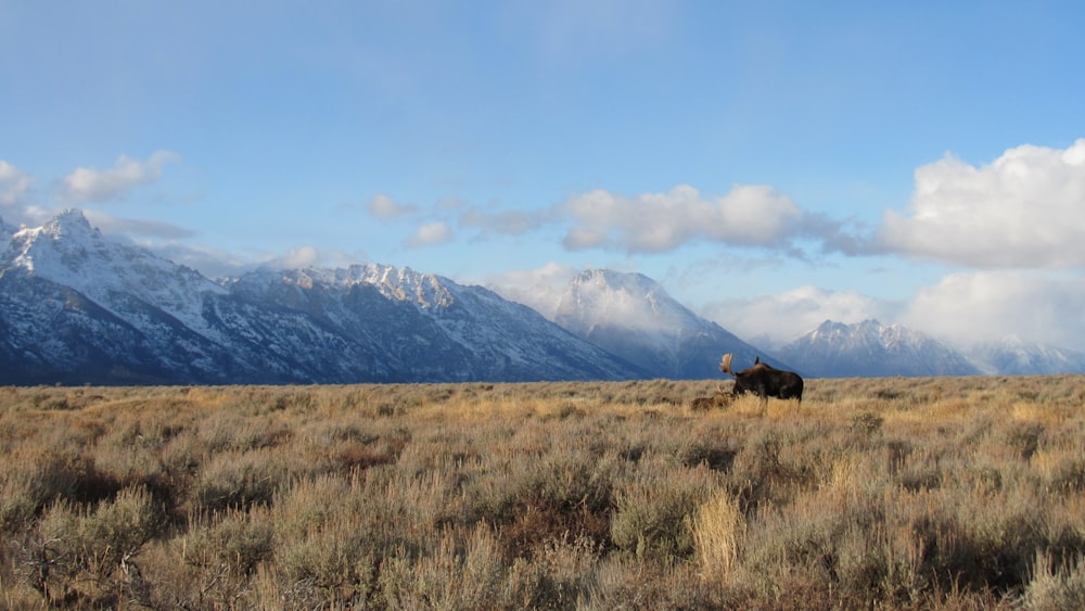 a lone bison in a field with mountains in the background
