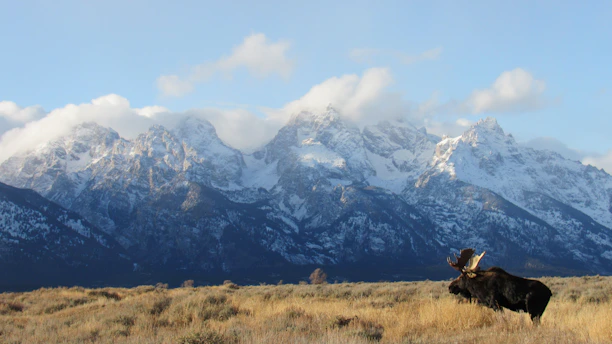 A majestic bull moose standing tall in a misty northern forest at dawn.