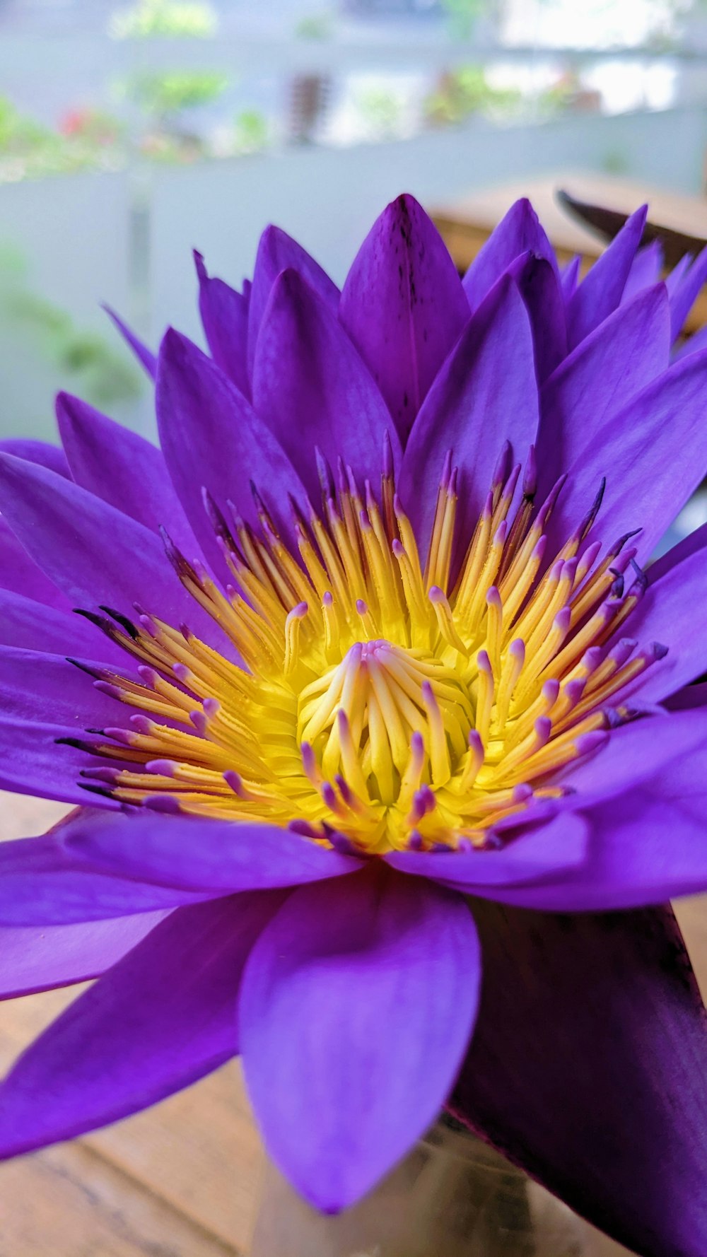 a purple flower with yellow center sitting on a table