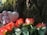 A small cherub statue sits beside a heart-shaped stone inscribed with a touching message. Bright orange-red roses are laid at the base of a tree with mossy bark, creating a serene and contemplative scene.