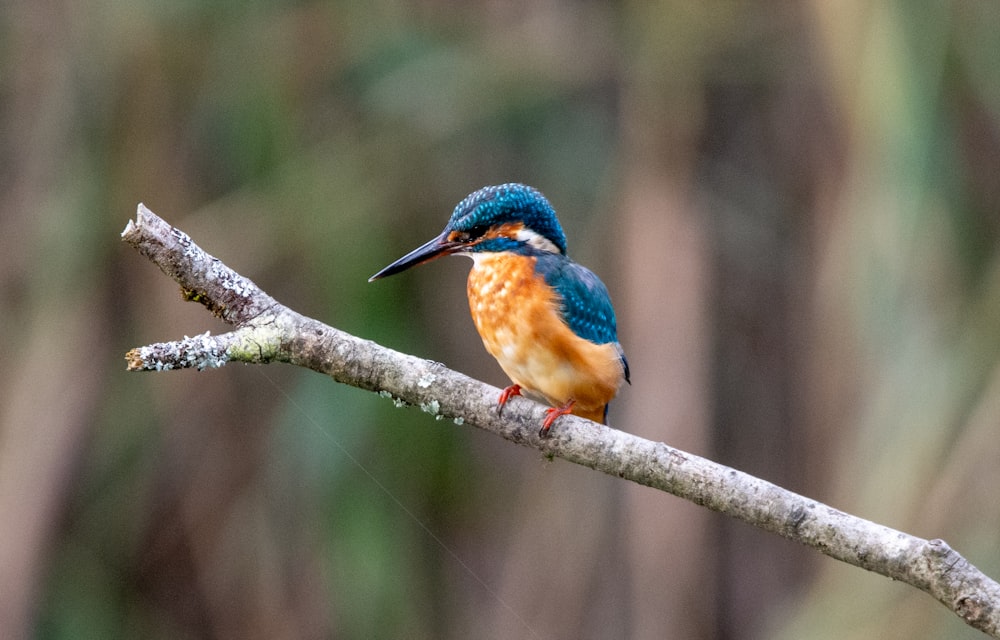 a small colorful bird perched on a tree branch