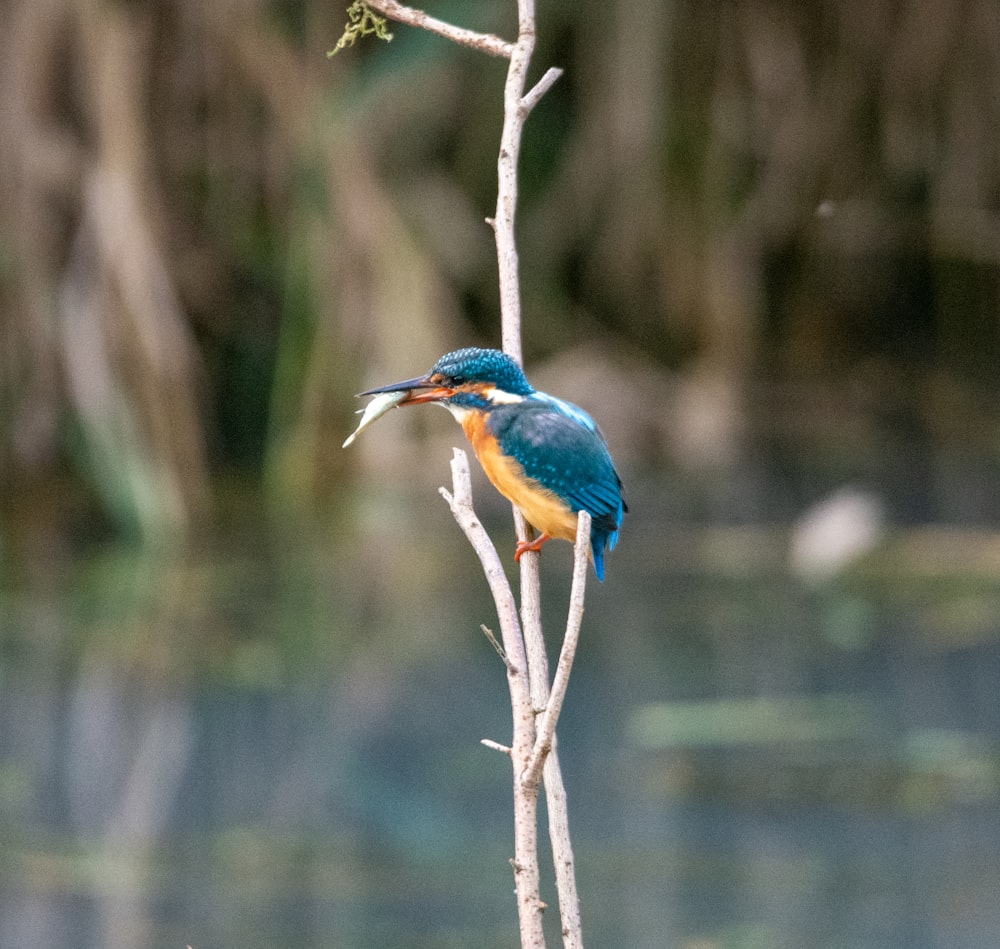 a small blue and yellow bird perched on a branch