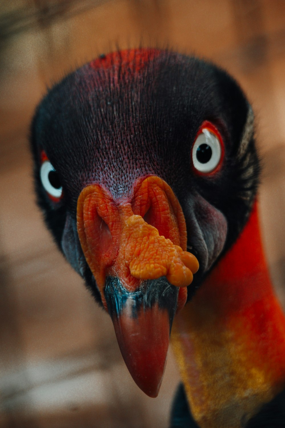 a close up of a bird with a red beak