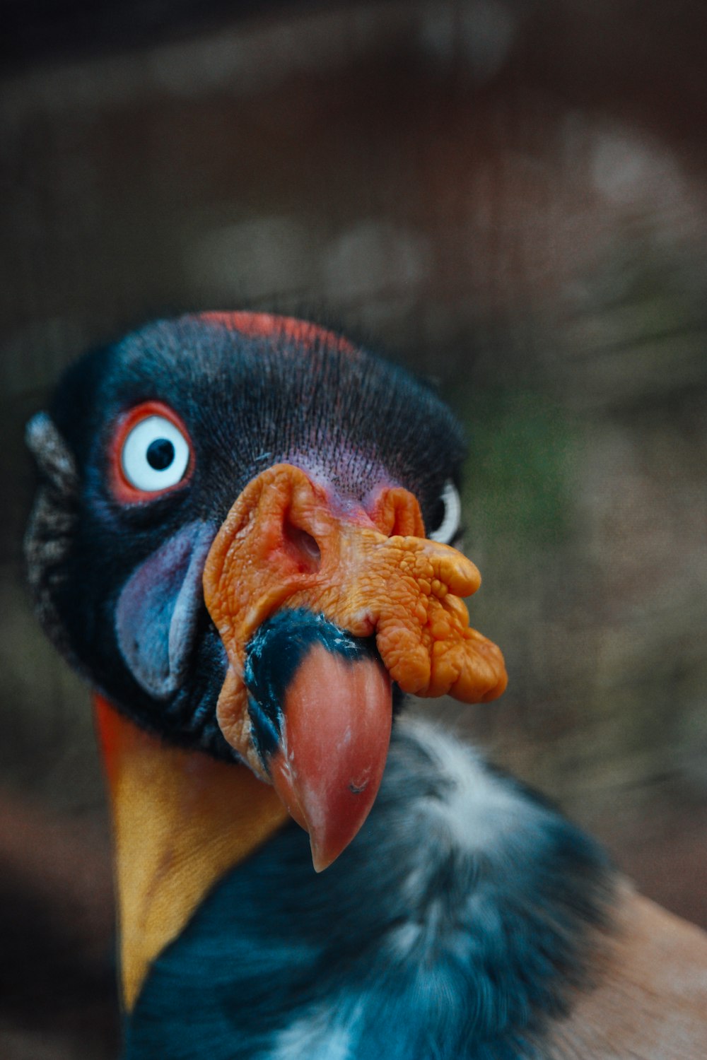 um close up de um pássaro com um bico muito grande