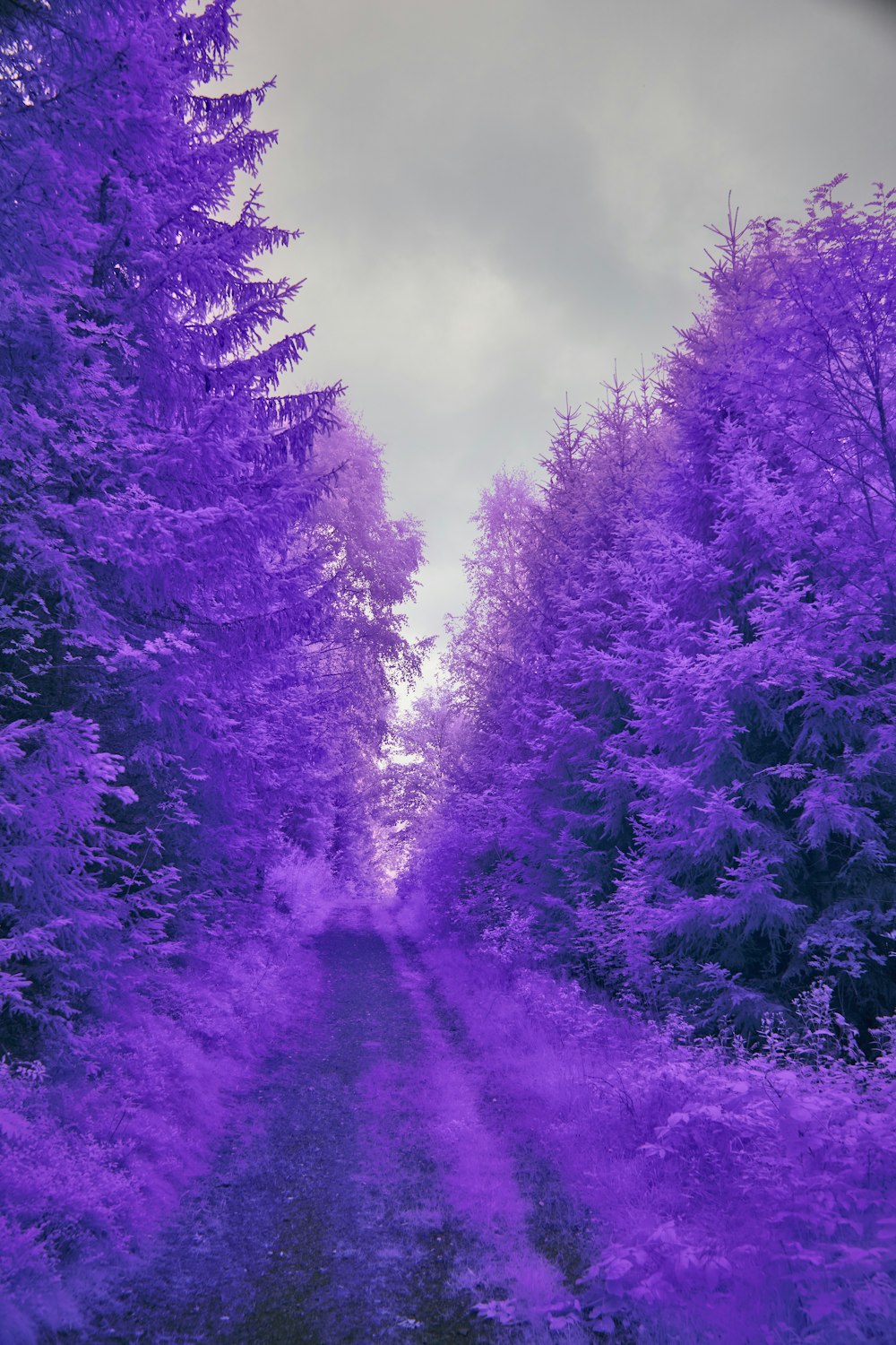 a dirt road surrounded by purple trees