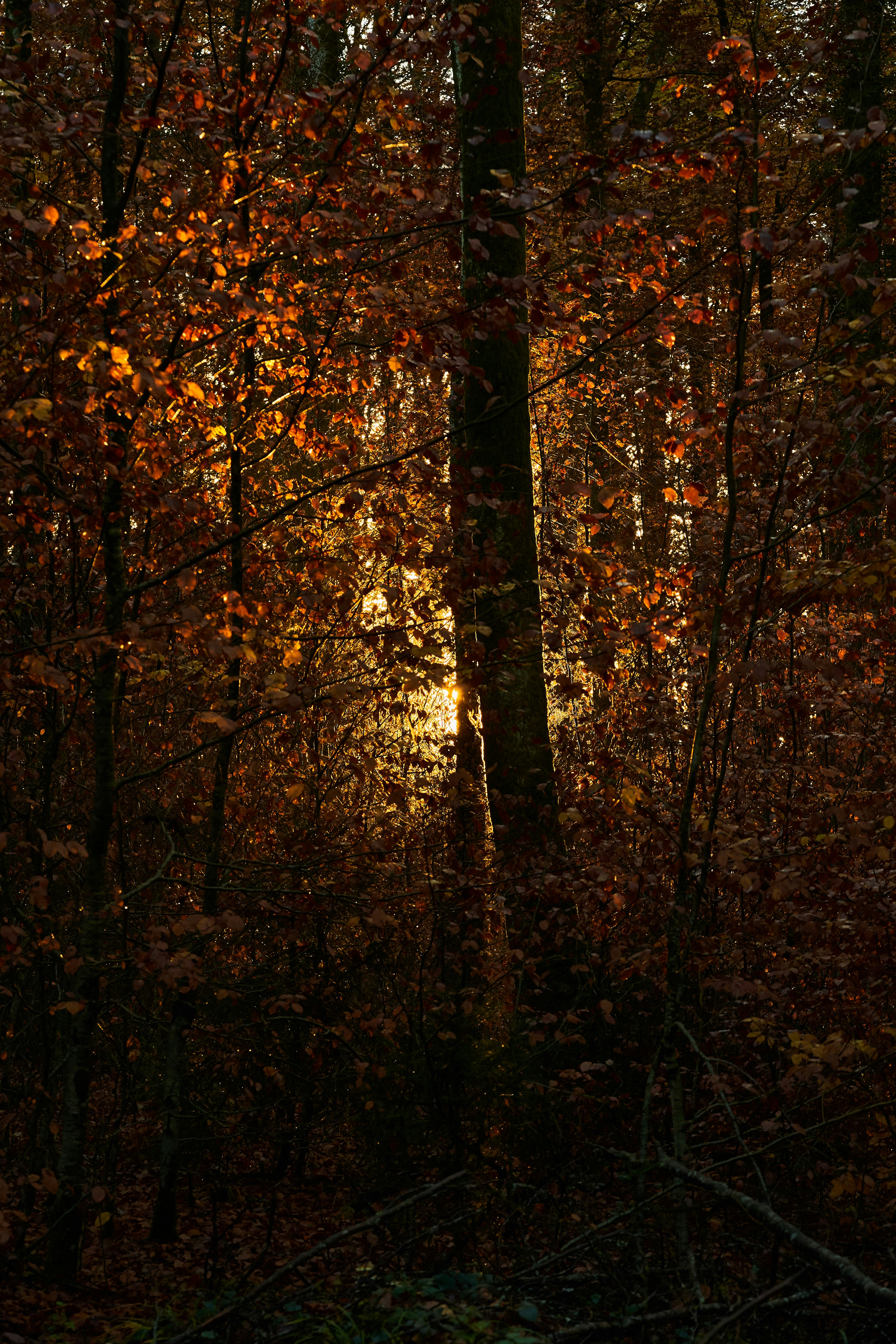 Photo by wolfgang_hasselmann