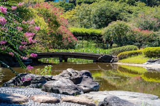 A serene Japanese garden with delicate cherry blossoms and a small wooden bridge over a koi pond.