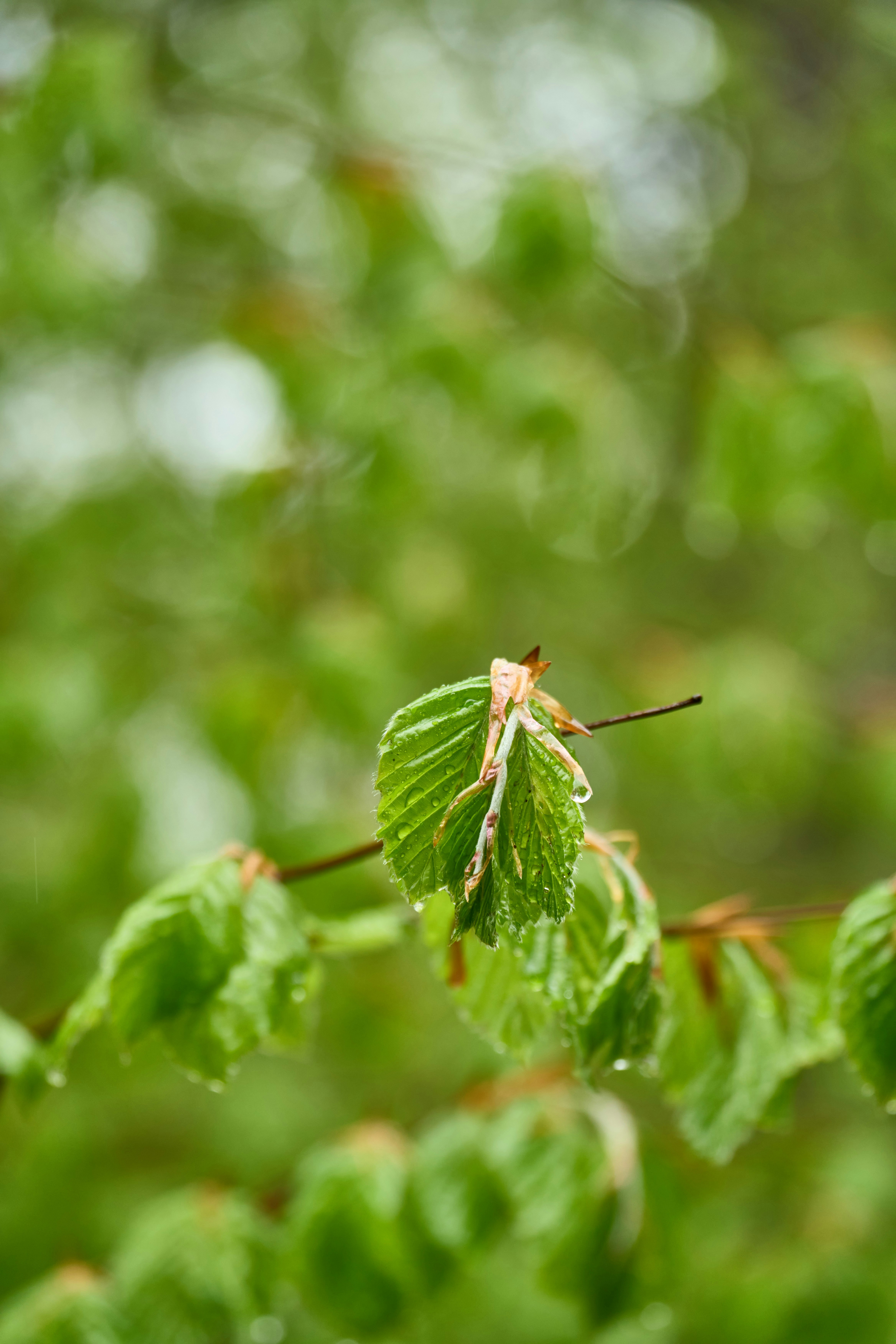 Photo by wolfgang_hasselmann