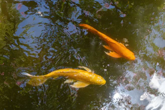 a group of fish swimming in a pond