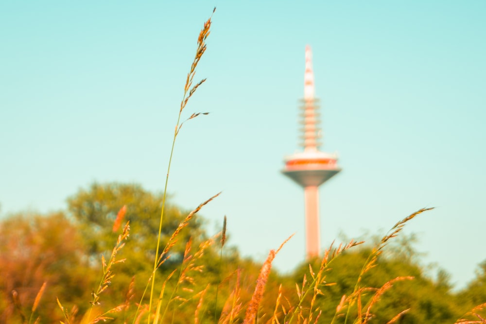 tall grass with a tower in the background