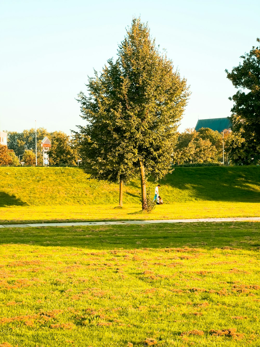 a person walking in a grassy field near a tree