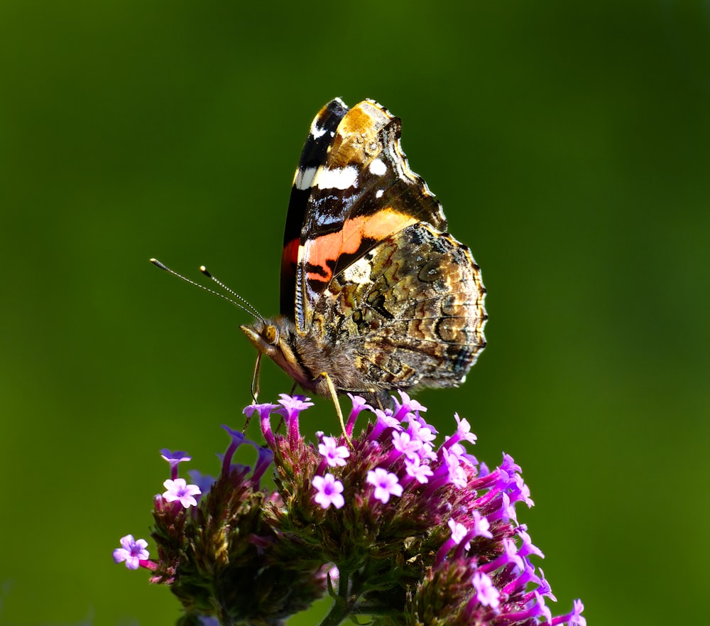 a butterfly sitting on top of a purple flower