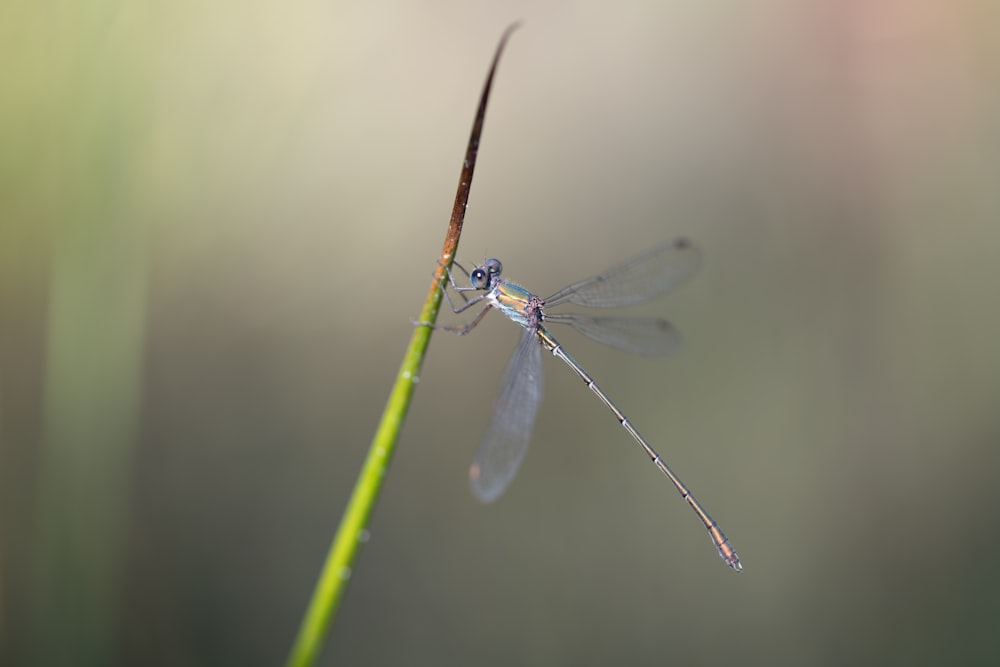 a blue dragonfly sitting on top of a green plant