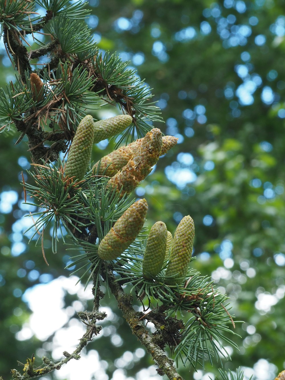 a branch of a pine tree with cones on it