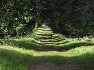 a dirt road surrounded by trees and grass