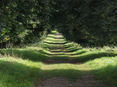a dirt road surrounded by trees and grass