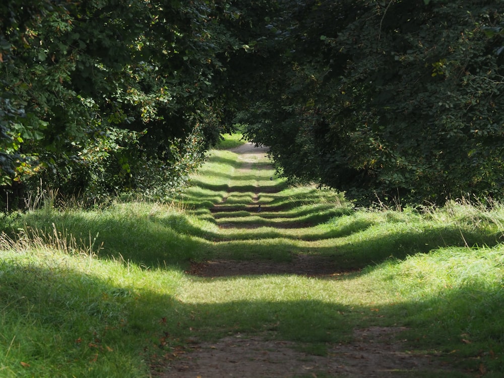 a dirt road surrounded by trees and grass