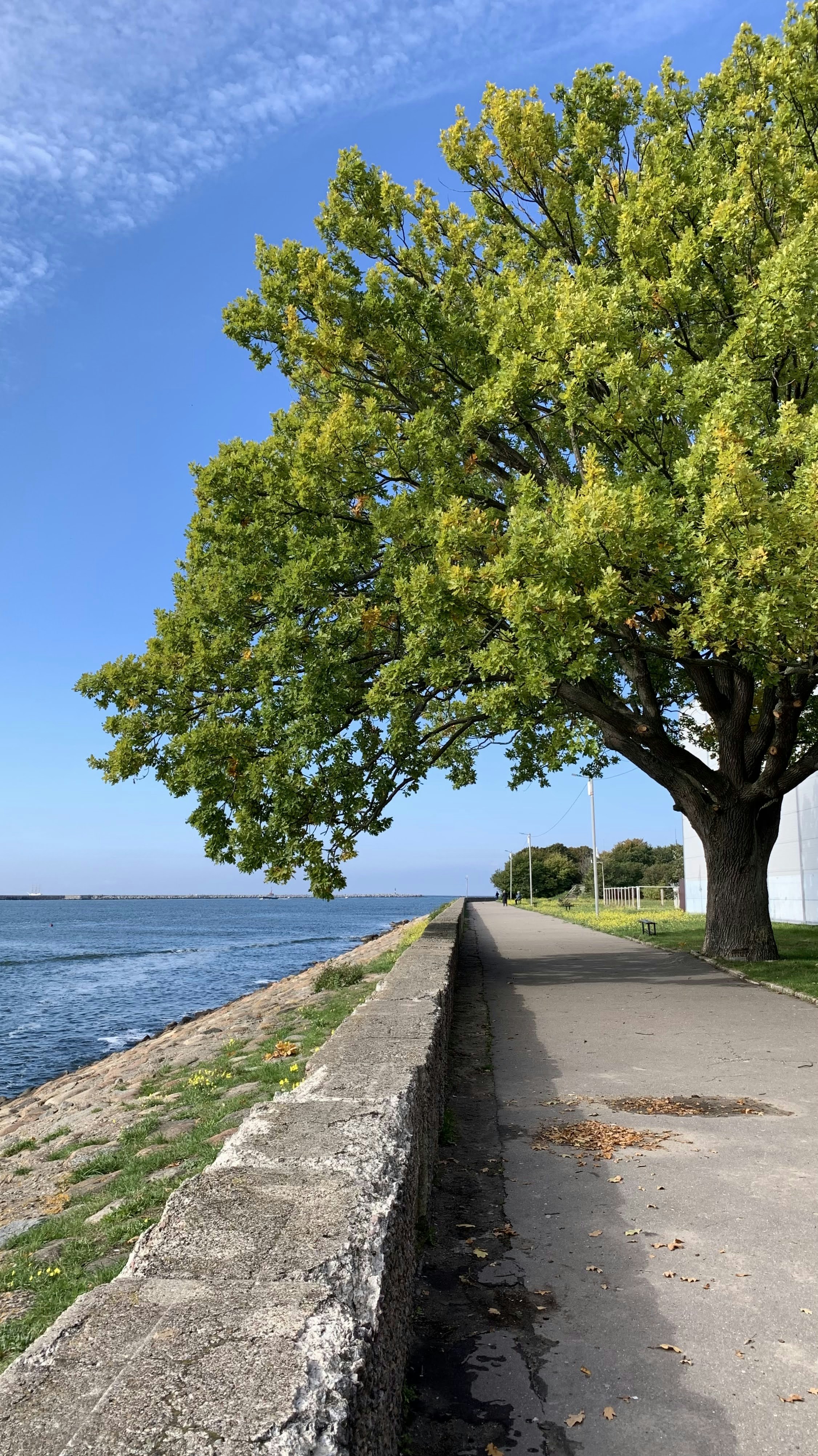 a lone tree on the side of a road next to a body of water