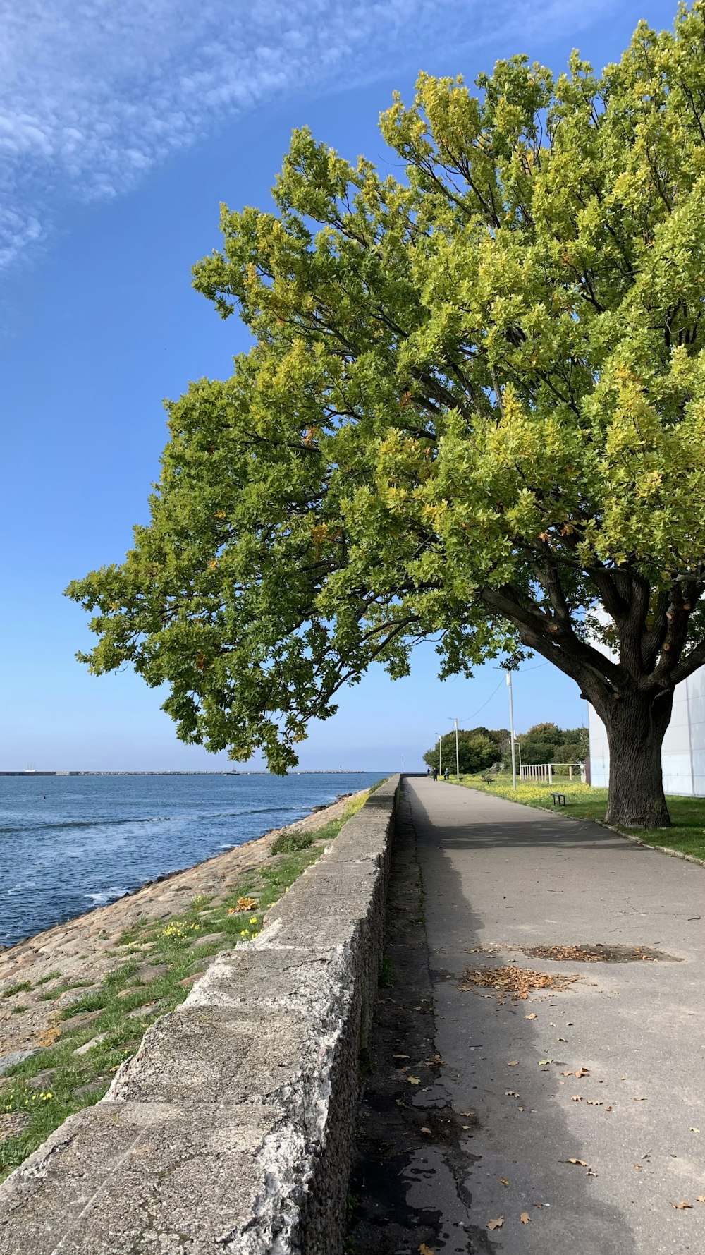 a lone tree on the side of a road next to a body of water