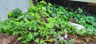 Healthy plants thriving with moisture retained by a thick layer of Dalton's mulch