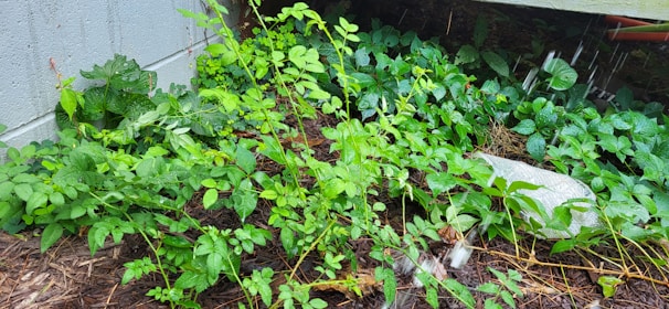 A lush garden area with vibrant green foliage growing against a concrete wall. The plants are thriving in the moist soil, which appears mulched. Water is visible streaming down, adding a fresh and nourishing aspect to the scene.