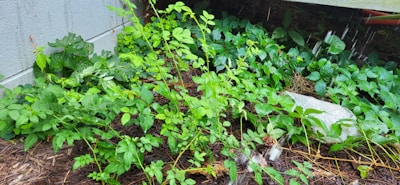 Lush green plants thriving in soil irrigated with water treated by urjon water pulser.