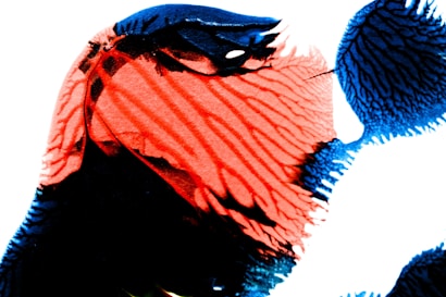 Colorful abstract artwork featuring a mix of vibrant red and deep blue hues with fluid, wave-like patterns and organic shapes.