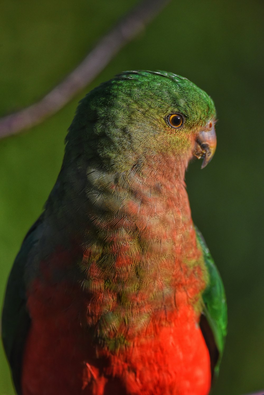 a close up of a colorful bird on a branch