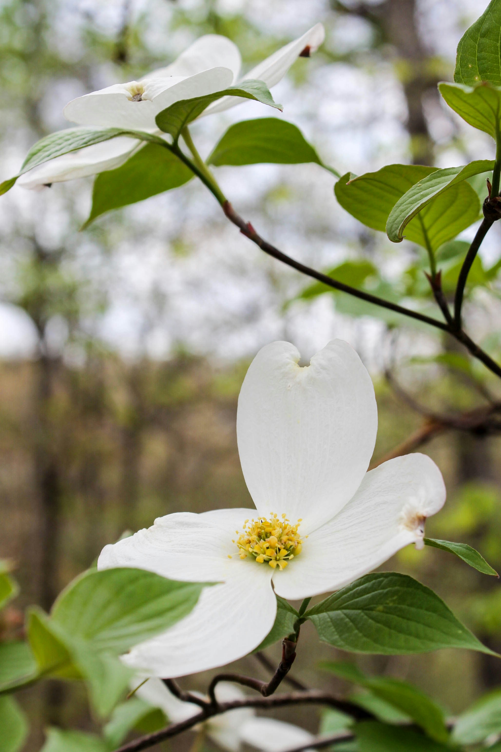 Un primo piano di un fiore bianco su un albero