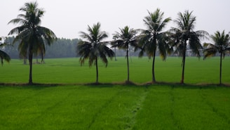A row of tall coconut trees stands in the middle of a lush green field, with vibrant grass stretching out in every direction. The sky above is clear, enhancing the serene and peaceful countryside atmosphere.