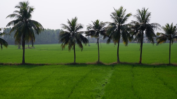 A row of tall coconut trees stands in the middle of a lush green field, with vibrant grass stretching out in every direction. The sky above is clear, enhancing the serene and peaceful countryside atmosphere.
