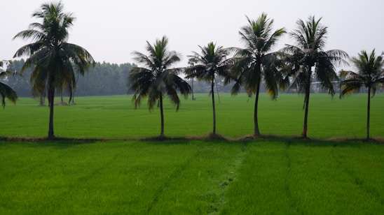 A vibrant field of coconut trees under a clear blue sky.