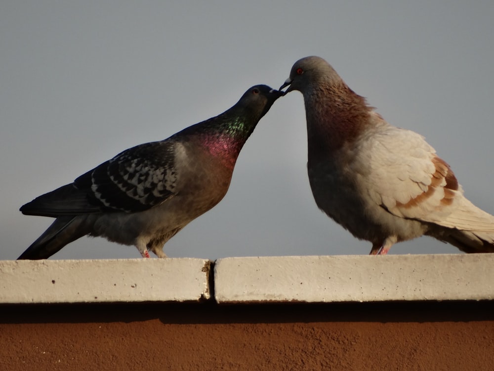 a couple of birds that are standing on a ledge