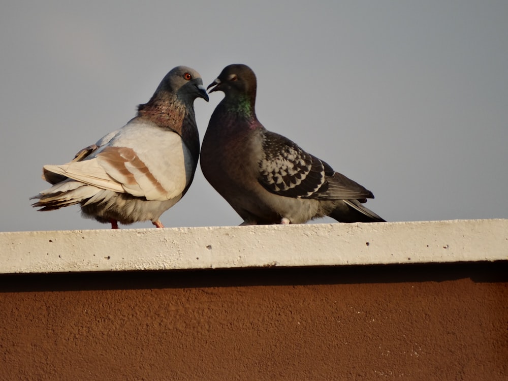 a couple of birds that are standing on a ledge