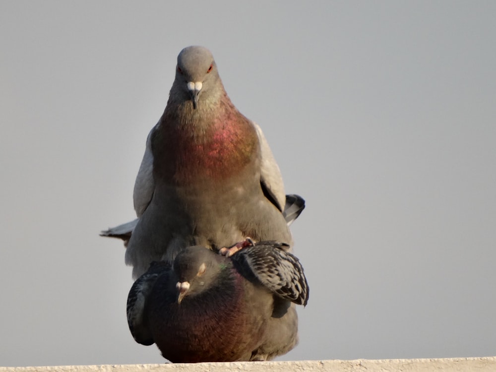 a couple of birds sitting on top of each other