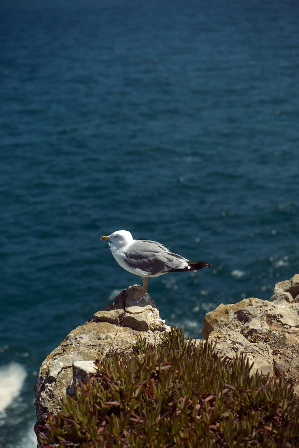 a seagull sitting on a rock near the ocean