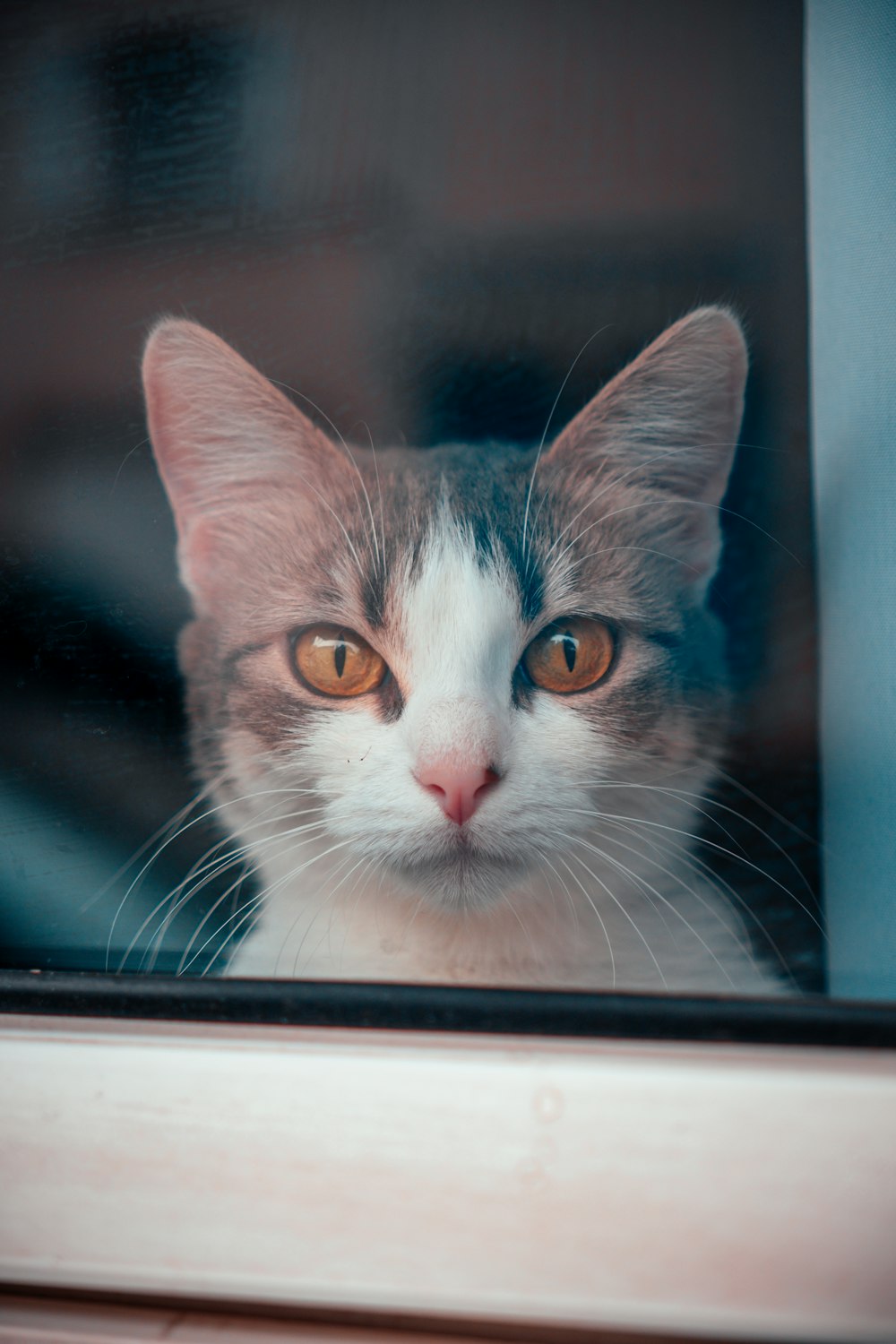 Un primo piano di un gatto che guarda fuori da una finestra